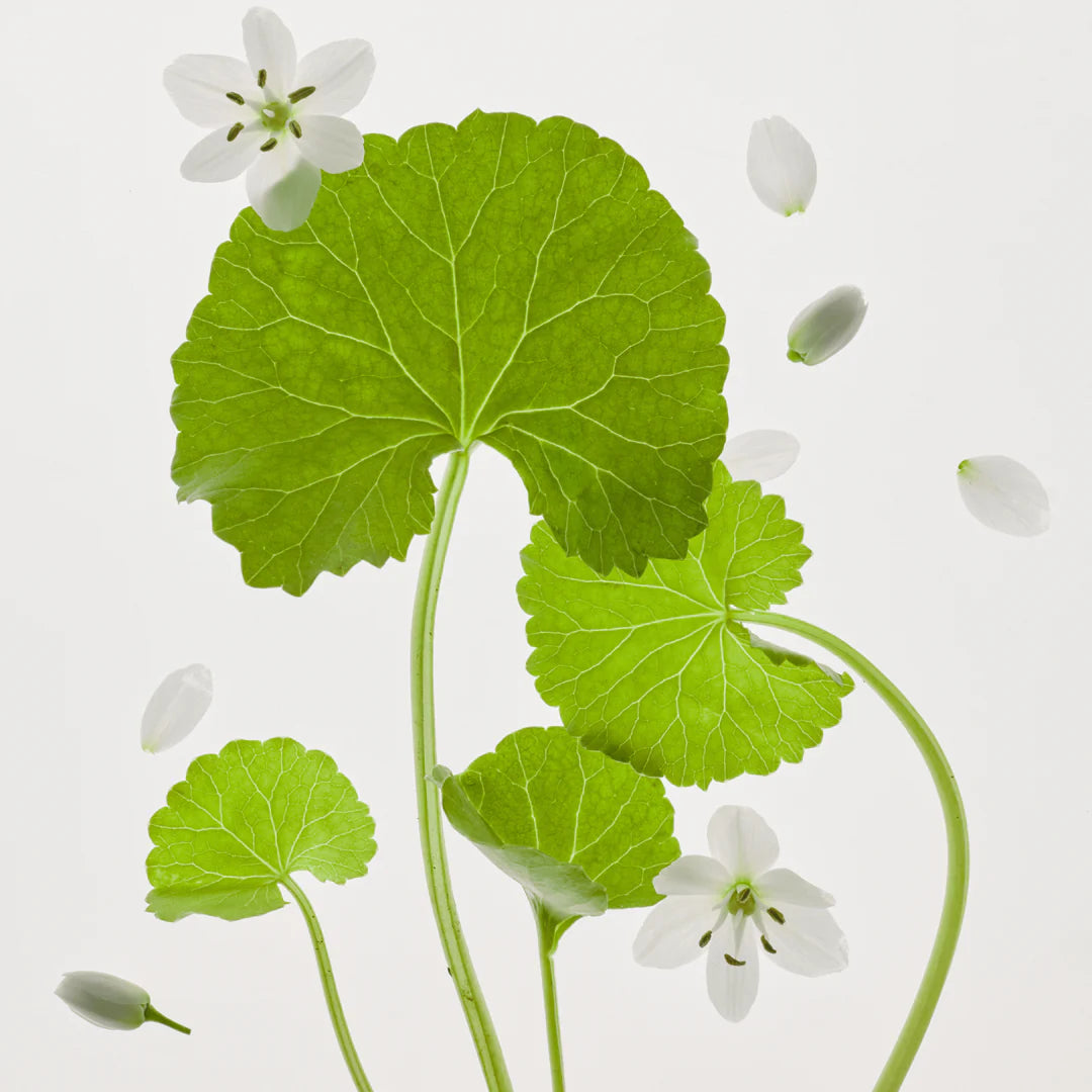 Beauty of Joseon - Maschera calmante alla centella asiatica